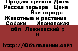 Продам щенков Джек Рассел терьера › Цена ­ 25 000 - Все города Животные и растения » Собаки   . Ивановская обл.,Лежневский р-н